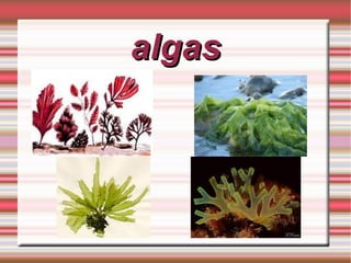 algas