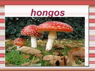 hongos