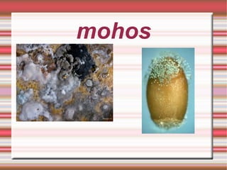 mohos