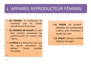 L ´APPAREIL REPRODUCTEUR FÉMININL ´APPAREIL REPRODUCTEUR FÉMININ
●
LES OVAIRES: Ils contiennent les
ovules(qui sont les cellules
reproductrices fémenines)
●
LES TROMPES DE FALLOPE: Ce sont
deux conduits musculaires qui
communiquent les ovaires avec
l'utérus.
●
L'UTÉRUS:À la forme d'un sac, avec
des parois musculaires qui
abritent l'ovule pendant
l'ovulation.
●
●
●
LES OVAIRES: Ils contiennent les
ovules(qui sont les cellules
reproductrices fémenines)
●
LES TROMPES DE FALLOPE: Ce sont
deux conduits musculaires qui
communiquent les ovaires avec
l'utérus.
●
L'UTÉRUS:À la forme d'un sac, avec
des parois musculaires qui
abritent l'ovule pendant
l'ovulation.
●
●
●
LE VAGIN: Un conduit
élastique qui communique
l'utérus avec l'extérieur à
travers la vulve.
●
LA VULVE: Entoure l'orifice
inférieur du vagin.
●
LE VAGIN: Un conduit
élastique qui communique
l'utérus avec l'extérieur à
travers la vulve.
●
LA VULVE: Entoure l'orifice
inférieur du vagin.
 