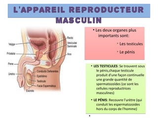 L'appareil reproducteur
masculin
L'appareil reproducteur
masculin
●
Les deux organes plus
importants sont:
Ø
Les testicules
Ø
Le pénis
●
Les deux organes plus
importants sont:
Ø
Les testicules
Ø
Le pénis
●
LES TESTICULES: Se trouvent sous
le pénis,chaque testicule
produit d'une façon continuelle
une grande quantité de
spermatozoïdes (ce sont les
cellules reproductrices
masculines)
●
LE PÉNIS: Recouvre l'urètre (qui
conduit les espermatozoides
hors du corps de l'homme)
●
●
LES TESTICULES: Se trouvent sous
le pénis,chaque testicule
produit d'une façon continuelle
une grande quantité de
spermatozoïdes (ce sont les
cellules reproductrices
masculines)
●
LE PÉNIS: Recouvre l'urètre (qui
conduit les espermatozoides
hors du corps de l'homme)
●
 