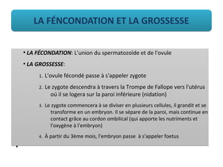 LA FÉNCONDATION ET LA GROSSESSELA FÉNCONDATION ET LA GROSSESSE
●
LA FÉCONDATION: L'union du spermatozoïde et de l'ovule
●
LA GROSSESSE:
1. L'ovule fécondé passe à s'appeler zygote
2. Le zygote descendra à travers la Trompe de Fallope vers l'utérus
oú il se logera sur la paroi inférieure (nidation)
3. Le zygote commencera à se diviser en plusieurs cellules, il grandit et se
transforme en un embryon. Il se sépare de la paroi, mais continue en
contact grâce au cordon ombilical (qui apporte les nutriments et
l'oxygène à l'embryon)
4. À partir du 3ème mois, l'embryon passe à s'appeler foetus
●
●
LA FÉCONDATION: L'union du spermatozoïde et de l'ovule
●
LA GROSSESSE:
1. L'ovule fécondé passe à s'appeler zygote
2. Le zygote descendra à travers la Trompe de Fallope vers l'utérus
oú il se logera sur la paroi inférieure (nidation)
3. Le zygote commencera à se diviser en plusieurs cellules, il grandit et se
transforme en un embryon. Il se sépare de la paroi, mais continue en
contact grâce au cordon ombilical (qui apporte les nutriments et
l'oxygène à l'embryon)
4. À partir du 3ème mois, l'embryon passe à s'appeler foetus
●
 