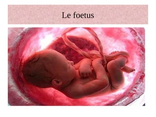 Le foetus
 