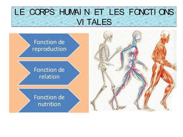 Resultado de imagen de LA FONCTION DE RELATION ET NUTRITION ET REPRODUCTION