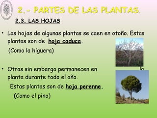 • Las hojas de algunas plantas se caen en otoño. Estas
plantas son de hoja caduca.
(Como la higuera)
• Otras sin embargo permanecen en la
planta durante todo el año.
Estas plantas son de hoja perenne.
(Como el pino)
2.3. LAS HOJAS
 
