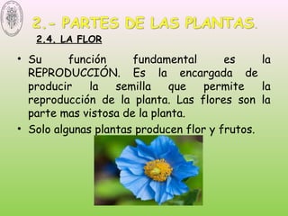 2.4. LA FLOR
• Su función fundamental es la
REPRODUCCIÓN. Es la encargada de
producir la semilla que permite la
reproducción de la planta. Las flores son la
parte mas vistosa de la planta.
• Solo algunas plantas producen flor y frutos.
 
 