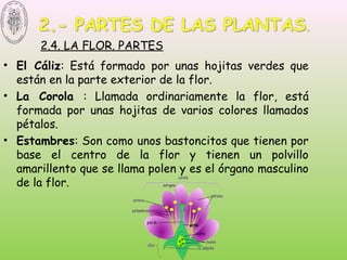 • El Cáliz: Está formado por unas hojitas verdes que
están en la parte exterior de la flor.
• La Corola : Llamada ordinariamente la flor, está
formada por unas hojitas de varios colores llamados
pétalos.
• Estambres: Son como unos bastoncitos que tienen por
base el centro de la flor y tienen un polvillo
amarillento que se llama polen y es el órgano masculino
de la flor.
 2.4. LA FLOR. PARTES
 