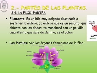 • Filamento: Es un hilo muy delgado destinado a
sostener la antera. La antera que es un saquito, que
abierto con los dedos, te manchará con un polvillo
amarillento que sale de dentro, es el polen.
• Los Pistilos: Son los órganos femeninos de la flor.
 2.4. LA FLOR. PARTES
 