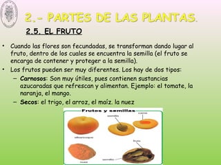 2.5. EL FRUTO
• Cuando las flores son fecundadas, se transforman dando lugar al
fruto, dentro de los cuales se encuentra la semilla (el fruto se
encarga de contener y proteger a la semilla).
• Los frutos pueden ser muy diferentes. Los hay de dos tipos:
– Carnosos: Son muy útiles, pues contienen sustancias
azucaradas que refrescan y alimentan. Ejemplo: el tomate, la
naranja, el mango.
– Secos: el trigo, el arroz, el maíz. la nuez
 