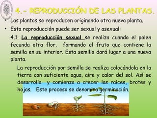 • Las plantas se reproducen originando otra nueva planta.
• Esta reproducción puede ser sexual y asexual:
4.1. La reproducción sexual se realiza cuando el polen
fecunda otra flor, formando el fruto que contiene la
semilla en su interior. Esta semilla dará lugar a una nueva
planta.
La reproducción por semilla se realiza colocándola en la
tierra con suficiente agua, aire y calor del sol. Así se
desarrolla y comienza a crecer las raíces, brotes y
hojas. Este proceso se denomina germinación.
 