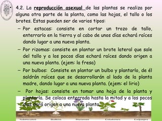 • 4.2. La reproducción asexual de las plantas se realiza por
alguna otra parte de la planta, como las hojas, el tallo o los
brotes. Estas pueden ser de varios tipos:
– Por estacas: consiste en cortar un trozo de tallo,
enterrarlo en la tierra y al cabo de unos días echará raíces
dando lugar a una nueva planta.
– Por rizomas: consiste en plantar un brote lateral que sale
del tallo y a los pocos días echará raíces dando origen a
una nueva planta. (ejem: la fresa)
– Por bulbos: Consiste en plantar un bulbo y plantarlo, de él
saldrán raíces que se desarrollarán al lado de la planta
madre, dando lugar a una nueva planta. (ejem: el lirio)
– Por hojas: consiste en tomar una hoja de la planta y
plantarla. Se coloca enterrada hasta la mitad y a los pocos
días dará origen a una nueva planta.
 