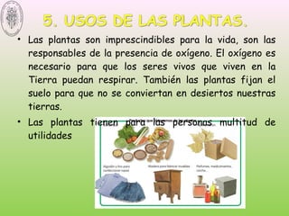 • Las plantas son imprescindibles para la vida, son las
responsables de la presencia de oxígeno. El oxígeno es
necesario para que los seres vivos que viven en la
Tierra puedan respirar. También las plantas fijan el
suelo para que no se conviertan en desiertos nuestras
tierras. 
• Las plantas tienen para las personas multitud de
utilidades
 