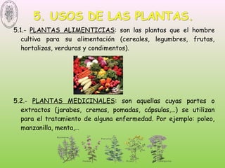 5.1.- PLANTAS ALIMENTICIAS: son las plantas que el hombre
cultiva para su alimentación (cereales, legumbres, frutas,
hortalizas, verduras y condimentos).
5.2.- PLANTAS MEDICINALES: son aquellas cuyas partes o
extractos (jarabes, cremas, pomadas, cápsulas,…) se utilizan
para el tratamiento de alguna enfermedad. Por ejemplo: poleo,
manzanilla, menta,…
 