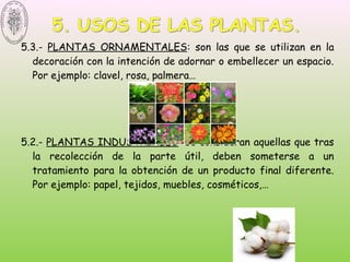 5.3.- PLANTAS ORNAMENTALES: son las que se utilizan en la
decoración con la intención de adornar o embellecer un espacio.
Por ejemplo: clavel, rosa, palmera…
5.2.- PLANTAS INDUSTRIALES: se consideran aquellas que tras
la recolección de la parte útil, deben someterse a un
tratamiento para la obtención de un producto final diferente.
Por ejemplo: papel, tejidos, muebles, cosméticos,…
 