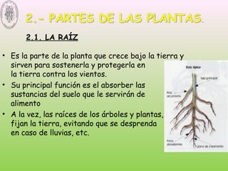 2.1. LA RAÍZ
• Es la parte de la planta que crece bajo la tierra y
sirven para sostenerla y protegerla en
la tierra contra los vientos.
• Su principal función es el absorber las
sustancias del suelo que le servirán de
alimento
• A la vez, las raíces de los árboles y plantas,
fijan la tierra, evitando que se desprenda
en caso de lluvias, etc.
 