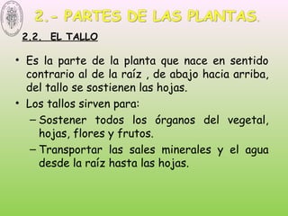 2.2. EL TALLO
• Es la parte de la planta que nace en sentido
contrario al de la raíz , de abajo hacia arriba,
del tallo se sostienen las hojas.
• Los tallos sirven para:
– Sostener todos los órganos del vegetal,
hojas, flores y frutos.
– Transportar las sales minerales y el agua
desde la raíz hasta las hojas.
 