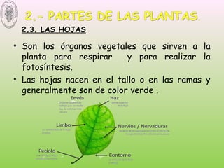 2.3. LAS HOJAS
• Son los órganos vegetales que sirven a la
planta para respirar y para realizar la
fotosíntesis.
• Las hojas nacen en el tallo o en las ramas y
generalmente son de color verde .
 