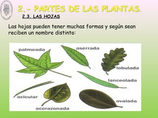 Las hojas pueden tener muchas formas y según sean
reciben un nombre distinto:
2.3. LAS HOJAS
 