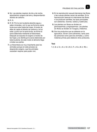 Pruebas de evaluación
5
4.	No. Las plantas respiran de día y de noche,
absorbiendo oxígeno del aire y desprendiendo
dióxido de carbono.
5.	R. G.
6.	R. M. Por la raíz la planta absorbe agua y
sales minerales, con lo que se forma la savia
bruta que sube hasta las hojas. A través de
ellas se capta el dióxido de carbono y la luz
solar y junto con la savia bruta, se forma la
savia elaborada mediante la fotosíntesis.
Después se expulsa el oxígeno a través de
las hojas y se distribuye la savia elaborada por
toda la planta; de este modo el alimento llega
a todas sus partes.
7.	La fotosíntesis es muy importante para los
animales porque en este proceso se
desprende oxígeno, que los animales
necesitan respirar para poder vivir.
8.	En la reproducción sexual intervienen las flores
y las nuevas plantas nacen de semillas. En la
reproducción asexual no intervienen las flores
ni se producen semillas; los tipos principales
son estolones, rizomas, bulbos y tubérculos.
9.	Las plantas con flores se dividen en
gimnospermas y angiospermas. Las plantas
sin flores se dividen en musgos y helechos.
10.	Son los productos que se obtienen en la
agricultura. Sirven como alimentos, tanto para
las personas como para los animales, y como
materias primas para elaborar otros productos.
Test
1. b; 2. a; 3. c; 4. c; 5. b; 6. b; 7. c; 8. a; 9. b; 10. c.
Material fotocopiable © 2015 Santillana Educación, S. L. 107
Ciencias de la Naturaleza 4
 