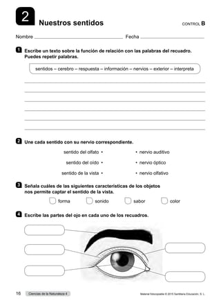 Nombre Fecha
CONTROL B
Nuestros sentidos
2
1 	 Escribe un texto sobre la función de relación con las palabras del recuadro.
Puedes repetir palabras.
sentidos – cerebro – respuesta – información – nervios – exterior – interpreta






2 	 Une cada sentido con su nervio correspondiente.
sentido del olfato  •
sentido del oído  •
sentido de la vista  •
•  nervio auditivo
• 
nervio óptico
•  nervio olfativo
3 	 Señala cuáles de las siguientes características de los objetos
nos permite captar el sentido de la vista.
 
forma      
sonido      
sabor      color
4 	 Escribe las partes del ojo en cada uno de los recuadros.
Material fotocopiable © 2015 Santillana Educación, S. L.
16 Ciencias de la Naturaleza 4
 