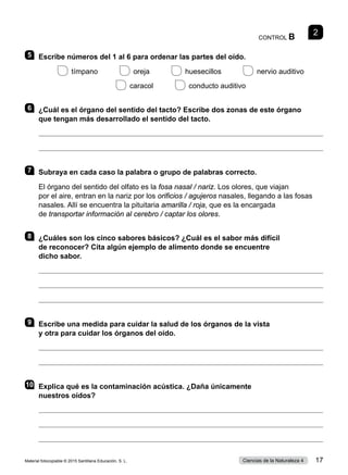 CONTROL B
2
5 	 Escribe números del 1 al 6 para ordenar las partes del oído.
 
tímpano     
oreja     
huesecillos      nervio auditivo
 
caracol      conducto auditivo
6 	 ¿Cuál es el órgano del sentido del tacto? Escribe dos zonas de este órgano
que tengan más desarrollado el sentido del tacto.


7 	 Subraya en cada caso la palabra o grupo de palabras correcto.
El órgano del sentido del olfato es la fosa nasal / nariz. Los olores, que viajan
por el aire, entran en la nariz por los orificios / agujeros nasales, llegando a las fosas
nasales. Allí se encuentra la pituitaria amarilla / roja, que es la encargada
de transportar información al cerebro / captar los olores.
8 	 ¿Cuáles son los cinco sabores básicos? ¿Cuál es el sabor más difícil
de reconocer? Cita algún ejemplo de alimento donde se encuentre
dicho sabor.



9 	 Escribe una medida para cuidar la salud de los órganos de la vista
y otra para cuidar los órganos del oído.


10	 Explica qué es la contaminación acústica. ¿Daña únicamente
nuestros oídos?



Material fotocopiable © 2015 Santillana Educación, S. L. 17
Ciencias de la Naturaleza 4
 