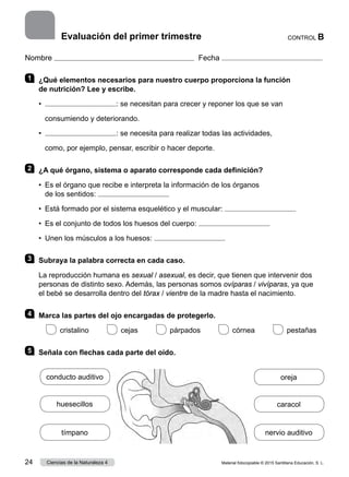 Nombre Fecha
1 	 ¿Qué elementos necesarios para nuestro cuerpo proporciona la función
de nutrición? Lee y escribe.
•	 : se necesitan para crecer y reponer los que se van
	 consumiendo y deteriorando.
•	 : se necesita para realizar todas las actividades,
	 como, por ejemplo, pensar, escribir o hacer deporte.
2 	 ¿A qué órgano, sistema o aparato corresponde cada definición?
•	 Es el órgano que recibe e interpreta la información de los órganos
de los sentidos:
•	 Está formado por el sistema esquelético y el muscular:
•	 Es el conjunto de todos los huesos del cuerpo:
•	 Unen los músculos a los huesos:
3 	 Subraya la palabra correcta en cada caso.
La reproducción humana es sexual / asexual, es decir, que tienen que intervenir dos
personas de distinto sexo. Además, las personas somos ovíparas / vivíparas, ya que
el bebé se desarrolla dentro del tórax / vientre de la madre hasta el nacimiento.
4 	 Marca las partes del ojo encargadas de protegerlo.
 
cristalino     
cejas      párpados      córnea     pestañas
5 	 Señala con flechas cada parte del oído.
CONTROL B
Evaluación del primer trimestre
conducto auditivo
nervio auditivo
caracol
oreja
tímpano
huesecillos
Material fotocopiable © 2015 Santillana Educación, S. L.
24 Ciencias de la Naturaleza 4
 