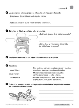 CONTROL B
6 	 Las siguientes afirmaciones son falsas. Escríbelas correctamente.
•	 Los órganos del sentido del tacto son las manos.
	 
•  Todas las zonas de la piel tienen la misma sensibilidad.
	 
7 	 Completa el dibujo y contesta a las preguntas.
•	 ¿Cuál es la función de la pituitaria amarilla?
	 
	 
•	 ¿Cómo llega la información del sentido
del olfato hasta el cerebro?
	 
	 
8 	 Escribe los nombres de los cinco sabores básicos que existen.

9 	Relaciona.
salud física  •
salud mental  •
salud social  •
• 
Nos sentimos bien con nosotros mismos y nuestras
emociones favorecen nuestras actividades.
• 
Mantenemos unas relaciones adecuadas
con las personas de nuestro entorno.
• 
Nuestro cuerpo funciona bien, sin dolores
ni dificultades en nuestras actividades.
10	 Observa la imagen. ¿Cómo se ha protegido este niño de las posibles lesiones
por una caída de la bicicleta?




Material fotocopiable © 2015 Santillana Educación, S. L. 25
Ciencias de la Naturaleza 4
 