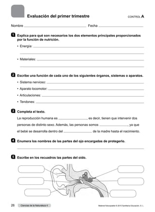 Nombre Fecha
1 	 Explica para qué son necesarios los dos elementos principales proporcionados
por la función de nutrición.
•  Energía: 
	 
•  Materiales: 
	 
2 	 Escribe una función de cada uno de los siguientes órganos, sistemas o aparatos.
•  Sistema nervioso: 
•  Aparato locomotor: 
•  Articulaciones: 
•  Tendones: 
3 	 Completa el texto.
La reproducción humana es , es decir, tienen que intervenir dos
personas de distinto sexo. Además, las personas somos , ya que
el bebé se desarrolla dentro del de la madre hasta el nacimiento.
4 	 Enumera los nombres de las partes del ojo encargadas de protegerlo.

5 	 Escribe en los recuadros las partes del oído.
CONTROL A
Evaluación del primer trimestre
Material fotocopiable © 2015 Santillana Educación, S. L.
26 Ciencias de la Naturaleza 4
 