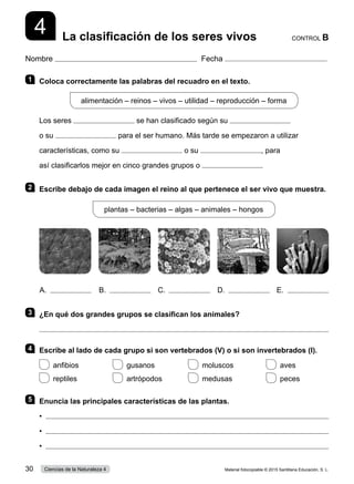 Nombre Fecha
CONTROL B
La clasificación de los seres vivos
4
1 	 Coloca correctamente las palabras del recuadro en el texto.
alimentación – reinos – vivos – utilidad – reproducción – forma
Los seres se han clasificado según su
o su para el ser humano. Más tarde se empezaron a utilizar
características, como su o su , para
así clasificarlos mejor en cinco grandes grupos o
2 	 Escribe debajo de cada imagen el reino al que pertenece el ser vivo que muestra.
plantas – bacterias – algas – animales – hongos
3 	 ¿En qué dos grandes grupos se clasifican los animales?

4 	 Escribe al lado de cada grupo si son vertebrados (V) o si son invertebrados (I).
 anfibios	  gusanos	  moluscos	  aves
 reptiles	  artrópodos	  medusas	  peces
5 	 Enuncia las principales características de las plantas.
•	 
•	 
•	 
A. B. C. D. E.
Material fotocopiable © 2015 Santillana Educación, S. L.
30 Ciencias de la Naturaleza 4
 