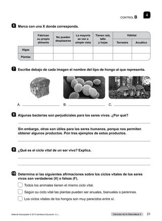 CONTROL B
4
6 	 Marca con una X donde corresponda.
Fabrican
su propio
alimento
No pueden
desplazarse
La mayoría
se ven a
simple vista
Tienen raíz,
tallo
y hojas
Hábitat
Terrestre Acuático
Algas
Plantas
7 	 Escribe debajo de cada imagen el nombre del tipo de hongo al que representa.
8 	 Algunas bacterias son perjudiciales para los seres vivos. ¿Por qué?

Sin embargo, otras son útiles para los seres humanos, porque nos permiten
obtener algunos productos. Pon tres ejemplos de estos productos.

9 	 ¿Qué es el ciclo vital de un ser vivo? Explica.


10	 Determina si las siguientes afirmaciones sobre los ciclos vitales de los seres
vivos son verdaderas (V) o falsas (F).
  Todos los animales tienen el mismo ciclo vital.
  Según su ciclo vital las plantas pueden ser anuales, bianuales o perennes.
  Los ciclos vitales de los hongos son muy parecidos entre sí.
A. B. C.
Material fotocopiable © 2015 Santillana Educación, S. L. 31
Ciencias de la Naturaleza 4
 