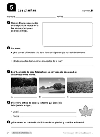 Nombre Fecha
CONTROL B
Las plantas
5
1 	 Haz un dibujo esquemático
de una planta e indica en él
las partes principales
en que se divide.
2 	Contesta.
•  ¿Por qué se dice que la raíz es la parte de la planta que no suele estar visible?

•  ¿Cuáles son las dos funciones principales de la raíz?

3 	 Escribe debajo de cada fotografía si se corresponde con un árbol,
un arbusto o una hierba.
4 	 Determina el tipo de borde y la forma que presenta
la hoja de la imagen.
•  Borde:  .
•  Forma:  .
5 	 ¿Qué tienen en común la respiración de las plantas y la de los animales?

A. B. C.
Material fotocopiable © 2015 Santillana Educación, S. L.
34 Ciencias de la Naturaleza 4
 
