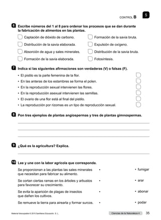 CONTROL B
5
6 	 Escribe números del 1 al 8 para ordenar los procesos que se dan durante
la fabricación de alimentos en las plantas.
  
Captación de dióxido de carbono.	   
Formación de la savia bruta.
  
Distribución de la savia elaborada.	   
Expulsión de oxígeno.                
  
Absorción de agua y sales minerales.	   
Distribución de la savia bruta.
  
Formación de la savia elaborada.	   
Fotosíntesis.
7 	 Indica si las siguientes afirmaciones son verdaderas (V) o falsas (F).
•  El pistilo es la parte femenina de la flor.	
•  En las anteras de los estambres se forma el polen.	
•  En la reproducción sexual intervienen las flores.	
•  En la reproducción asexual intervienen las semillas.	
•  El ovario de una flor está al final del pistilo.	
•  La reproducción por rizomas es un tipo de reproducción sexual.	
8 	 Pon tres ejemplos de plantas angiospermas y tres de plantas gimnospermas.



9 	 ¿Qué es la agricultura? Explica.

10	 Lee y une con la labor agrícola que corresponda.
Se proporcionan a las plantas las sales minerales	 •
que necesitan para fabricar su alimento.
Se cortan ciertas ramas en los árboles y arbustos	 •
para favorecer su crecimiento.
Se evita la aparición de plagas de insectos	 •
que dañen los cultivos.
Se remueve la tierra para airearla y formar surcos.	 •
•  fumigar
•  arar
•  abonar
•  podar
Material fotocopiable © 2015 Santillana Educación, S. L. 35
Ciencias de la Naturaleza 4
 