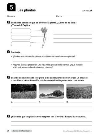 Nombre Fecha
5 Las plantas CONTROL A
1 	 Señala las partes en que se divide esta planta. ¿Cómo es su tallo?
¿Y su raíz? Explica.
	 
	 
	 
	 
2 	Contesta.
•	 ¿Cuáles son las dos funciones principales de la raíz de una planta?
	 
•	 Algunas plantas presentan una raíz más gruesa de lo normal. ¿Qué función
adicional presenta la raíz de estas plantas?
	 
3 	 Escribe debajo de cada fotografía si se corresponde con un árbol, un arbusto
o una hierba. A continuación, explica cómo has llegado a esta conclusión.


4 	 ¿Es cierto que las plantas solo respiran por la noche? Razona tu respuesta.


A. B. C.
Material fotocopiable © 2015 Santillana Educación, S. L.
36 Ciencias de la Naturaleza 4
 