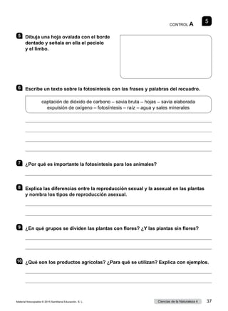 5
CONTROL A
5 	 Dibuja una hoja ovalada con el borde
dentado y señala en ella el peciolo
y el limbo.
6 	 Escribe un texto sobre la fotosíntesis con las frases y palabras del recuadro.
captación de dióxido de carbono – savia bruta – hojas – savia elaborada
expulsión de oxígeno – fotosíntesis – raíz – agua y sales minerales




7 	 ¿Por qué es importante la fotosíntesis para los animales?

8 	 Explica las diferencias entre la reproducción sexual y la asexual en las plantas
y nombra los tipos de reproducción asexual.


9 	 ¿En qué grupos se dividen las plantas con flores? ¿Y las plantas sin flores?


10	 ¿Qué son los productos agrícolas? ¿Para qué se utilizan? Explica con ejemplos.


Material fotocopiable © 2015 Santillana Educación, S. L. 37
Ciencias de la Naturaleza 4
 