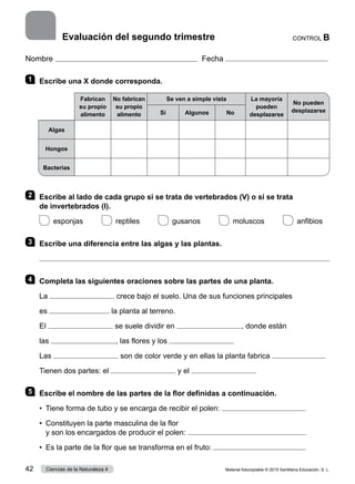 Nombre Fecha
1 	 Escribe una X donde corresponda.
2 	 Escribe al lado de cada grupo si se trata de vertebrados (V) o si se trata
de invertebrados (I).
 
esponjas       
reptiles       gusanos       moluscos       anfibios
3 	 Escribe una diferencia entre las algas y las plantas.

4 	 Completa las siguientes oraciones sobre las partes de una planta.
La crece bajo el suelo. Una de sus funciones principales
es la planta al terreno.
El se suele dividir en , donde están
las , las flores y los
Las son de color verde y en ellas la planta fabrica
Tienen dos partes: el y el
5 	 Escribe el nombre de las partes de la flor definidas a continuación.
•  Tiene forma de tubo y se encarga de recibir el polen:
•  
Constituyen la parte masculina de la flor
y son los encargados de producir el polen:
•  Es la parte de la flor que se transforma en el fruto:
CONTROL B
Evaluación del segundo trimestre
Fabrican
su propio
alimento
No fabrican
su propio
alimento
Se ven a simple vista La mayoría
pueden
desplazarse
No pueden
desplazarse
Sí Algunos No
Algas
Hongos
Bacterias
Material fotocopiable © 2015 Santillana Educación, S. L.
42 Ciencias de la Naturaleza 4
 