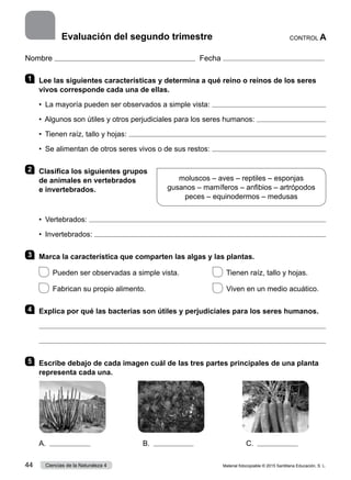 Nombre Fecha
1 	 Lee las siguientes características y determina a qué reino o reinos de los seres
vivos corresponde cada una de ellas.
•  La mayoría pueden ser observados a simple vista: 
•  Algunos son útiles y otros perjudiciales para los seres humanos: 
•  Tienen raíz, tallo y hojas: 
•  Se alimentan de otros seres vivos o de sus restos: 
2 	 Clasifica los siguientes grupos
de animales en vertebrados
e invertebrados.
•  Vertebrados: 
•  Invertebrados: 
3 	 Marca la característica que comparten las algas y las plantas.
 
Pueden ser observadas a simple vista.	   
Tienen raíz, tallo y hojas.
 
Fabrican su propio alimento.	   
Viven en un medio acuático.
4 	 Explica por qué las bacterias son útiles y perjudiciales para los seres humanos.


5 	 Escribe debajo de cada imagen cuál de las tres partes principales de una planta
representa cada una.
A.      B.                            C. 
CONTROL A
Evaluación del segundo trimestre
moluscos – aves – reptiles – esponjas
gusanos – mamíferos – anfibios – artrópodos
peces – equinodermos – medusas
Material fotocopiable © 2015 Santillana Educación, S. L.
44 Ciencias de la Naturaleza 4
 