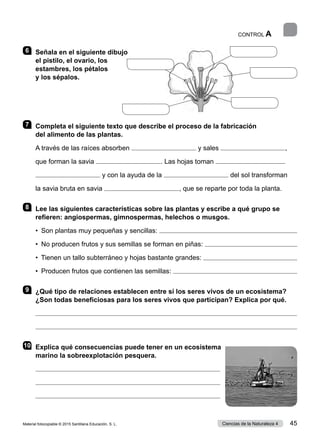 CONTROL A
6 	 Señala en el siguiente dibujo
el pistilo, el ovario, los
estambres, los pétalos
y los sépalos.
7 	 Completa el siguiente texto que describe el proceso de la fabricación
del alimento de las plantas.
A través de las raíces absorben y sales ,
que forman la savia . Las hojas toman
y con la ayuda de la del sol transforman
la savia bruta en savia , que se reparte por toda la planta.
8 	 Lee las siguientes características sobre las plantas y escribe a qué grupo se
refieren: angiospermas, gimnospermas, helechos o musgos.
•  Son plantas muy pequeñas y sencillas: 
•  No producen frutos y sus semillas se forman en piñas: 
•  Tienen un tallo subterráneo y hojas bastante grandes: 
•  Producen frutos que contienen las semillas: 
9 	 ¿Qué tipo de relaciones establecen entre sí los seres vivos de un ecosistema?
¿Son todas beneficiosas para los seres vivos que participan? Explica por qué.


10	 Explica qué consecuencias puede tener en un ecosistema
marino la sobreexplotación pesquera.
Material fotocopiable © 2015 Santillana Educación, S. L. 45
Ciencias de la Naturaleza 4
 