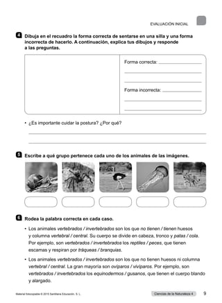4 	 Dibuja en el recuadro la forma correcta de sentarse en una silla y una forma
incorrecta de hacerlo. A continuación, explica tus dibujos y responde
a las preguntas.
•  ¿Es importante cuidar la postura? ¿Por qué?


5 	 Escribe a qué grupo pertenece cada uno de los animales de las imágenes.
6 	 Rodea la palabra correcta en cada caso.
•  
Los animales vertebrados / invertebrados son los que no tienen / tienen huesos
y columna vertebral / central. Su cuerpo se divide en cabeza, tronco y patas / cola.
Por ejemplo, son vertebrados / invertebrados los reptiles / peces, que tienen
escamas y respiran por tráqueas / branquias.
•  
Los animales vertebrados / invertebrados son los que no tienen huesos ni columna
vertebral / central. La gran mayoría son ovíparos / vivíparos. Por ejemplo, son
vertebrados / invertebrados los equinodermos / gusanos, que tienen el cuerpo blando
y alargado.
EVALUACIÓN INICIAL
Forma correcta: 


Forma incorrecta: 


Material fotocopiable © 2015 Santillana Educación, S. L. 9
Ciencias de la Naturaleza 4
 