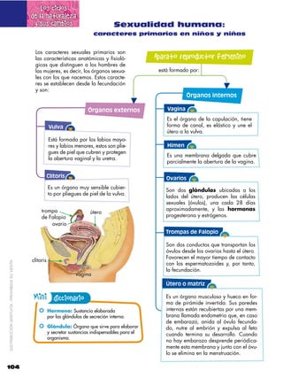 Los ciclos
                                             de la naturaleza
                                              y sus cambios                              Sexualidad humana:
                                                                               caracteres primarios en niños y niñas


                                              Los caracteres sexuales primarios son
                                              las características anatómicas y fisioló-                Aparato reproductor femenino
                                              gicas que distinguen a los hombres de
                                              las mujeres, es decir, los órganos sexua-                 está formado por:
                                              les con los que nacemos. Estos caracte-
                                              res se establecen desde la fecundación
                                              y son:
                                                                                                                    Órganos internos

                                                                            Órganos externos               Vagina
                                                                                                           Es el órgano de la copulación, tiene
                                                        Vulva                                              forma de canal, es elástico y une el
                                                                                                           útero a la vulva.
                                                        Está formada por los labios mayo-
                                                        res y labios menores, estos son plie-              Himen
                                                        gues de piel que cubren y protegen
                                                                                                           Es una membrana delgada que cubre
                                                        la abertura vaginal y la uretra.
                                                                                                           parcialmente la abertura de la vagina.

                                                        Clítoris                                           Ovarios
                                                        Es un órgano muy sensible cubier-
                                                                                                           Son dos glándulas ubicadas a los
                                                        to por pliegues de piel de la vulva.
                                                                                                           lados del útero, producen las células
                                                                                                           sexuales (óvulos), una cada 28 días
                                                  trompa                                                   aproximadamente, y las hormonas
                                                                             útero
                                                  de Falopio                                               progesterona y estrógenos.
                                                      ovario
                                                                                                           Trompas de Falopio

                                                                                                           Son dos conductos que transportan los
                                                                                                           óvulos desde los ovarios hasta el útero.
                                                                                                           Favorecen el mayor tiempo de contacto
                                             clítoris
                                                                                                           con los espermatozoides y, por tanto,
DISTRIBUCIÓN GRATUITA ­ PROHIBIDA SU VENTA




                                                                                                           la fecundación.
                                                                      vagina
                                                                                                           Útero o matriz

                                             Mini diccionario                                              Es un órgano musculoso y hueco en for-
                                                                                                           ma de pirámide invertida. Sus paredes
                                                !! Hormona: Sustancia elaborada                            internas están recubiertas por una mem-
                                                        por las glándulas de secreción interna.            brana llamada endometrio que, en caso
                                                                                                           de embarazo, anida al óvulo fecunda-
                                                !! Glándula: Órgano que sirve para elaborar                do, nutre al embrión y expulsa al feto
                                                        y secretar sustancias indispensables para el       cuando termina su desarrollo. Cuando
                                                        organismo.
                                                                                                           no hay embarazo desprende periódica-
                                                                                                           mente esta membrana y junto con el óvu-
                                                                                                           lo se elimina en la menstruación.

104
 