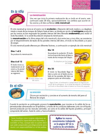 Los ciclos
                                                                                       de la naturaleza
                                                                                        y sus cambios
 En la niña
                         La menstruación
                         Una vez que inicia la primera maduración de un óvulo en el ovario, esta
                         continuará cada 28 días, aproximadamente. Los cambios que ocurren en
                         los ovarios y el útero se llaman ciclo menstrual.


El ciclo menstrual se inicia en el ovario con la ovulación o liberación del óvulo maduro y su desplaza-
miento a través de las trompas de Falopio hasta el útero, en donde por acción del estrógeno producido
por los ovarios se han engrosado las paredes internas del útero llamadas endometrio para recibir al
óvulo fecundado. Si no existe fecundación empieza la menstruación.
La menstruación es la última etapa del ciclo menstrual y dura entre tres y cinco días; se caracteriza
por el desprendimiento de tejido de las paredes internas del útero, el óvulo no fecundado y un poco
de sangre.
El ciclo menstrual puede alterarse por diferentes factores, a continuación un ejemplo de ciclo menstrual:

                                                Día 14
 Días 1 al 5
                                                Se produce la ovulación. El óvulo
 Se produce la menstruación.
                                                inicia el recorrido hacia el útero a
                                                través de las trompas de Falopio.

 Días 6 al 13                                            Se desplaza por las trompas
                                                                         de Falopio.
 El óvulo inicia su
 maduración en el
 ovario y la pared                              Día 22
 interna del útero                              El óvulo no fecundado llega al
 se regenera.                                   útero y junto con el tejido acumu-
                                                lado en las paredes del útero se
                        El óvulo maduro sale    preparan para ser eliminados.
                             del ovario.
                                                  Llega al útero, el endometrio o pared uterina se engrosa por
                                                acción de los estrógenos. Si no existe fecundación, el endometrio
En el niño                                      y el óvulo no fecundado salen al exterior en forma de sangrado.



                         La erección
                                                                                                                    DISTRIBUCIÓN GRATUITA ­ PROHIBIDA SU VENTA
                         Ocurre por excitación y consiste en el aumento de tamaño del pene al
                         llenarse de sangre.


Cuando la excitación es prolongada provoca la eyaculación, que consiste en la salida de los es-
permatozoides almacenados en el epidídimo, a través de los conductos deferentes junto con el líquido
seminal producido por las vesículas seminales, así como en la salida del líquido prostático, principal
componente del semen, hasta la uretra y hacia el exterior.


 Tanto hombres como mujeres adquieren en                  Aplica tus nuevos
 la pubertad la capacidad para fecundar y             conocimientos trabajando
concebir un hijo, aunque esto no quiere decir
que estén preparados psicológicamente para              en la página 57 de tu
asumir con responsabilidad su rol de padres.          cuaderno de actividades.
                                                                                                                    107
 