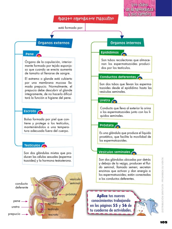 Como no peinarse la eccema