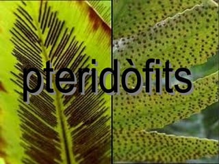 pteridòfits 