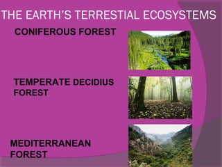 THE EARTH’S TERRESTIAL ECOSYSTEMS
CONIFEROUS FOREST
TEMPERATE DECIDIUS
FOREST
MEDITERRANEAN
FOREST
 
