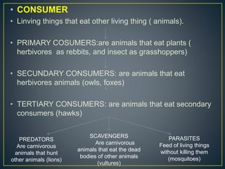 • CONSUMER
• Linving things that eat other living thing ( animals).
• PRIMARY COSUMERS:are animals that eat plants (
herbivores as rebbits, and insect as grasshoppers)
• SECUNDARY CONSUMERS: are animals that eat
herbivores animals (owls, foxes)
• TERTIARY CONSUMERS: are animals that eat secondary
consumers (hawks)
PREDATORS
Are carnivorous
animals that hunt
other animals (lions)
SCAVENGERS
Are carnivorous
animals that eat the dead
bodies of other animals
(vultures)
PARASITES
Feed of living things
without killing them
(mosquitoes)
 