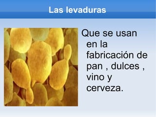 Las levaduras Que se usan en la fabricación de pan , dulces , vino y cerveza. 