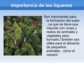 Importancia de los líquenes Son importantes para la formación del suelo , ya que se tiene que mezclar con rocas y restos de animales y vegetales para formarlo.También son útiles para el alimento de pequeños animales , como el caracol. 