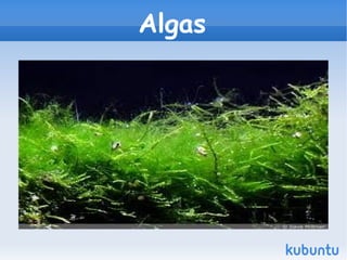 Algas 