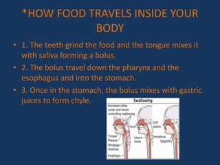 *HOW FOOD TRAVELS INSIDE YOUR
BODY
• 1. The teeth grind the food and the tongue mixes it
with saliva forming a bolus.
• 2. The bolus travel down the pharynx and the
esophagus and into the stomach.
• 3. Once in the stomach, the bolus mixes with gastric
juices to form chyle.
 