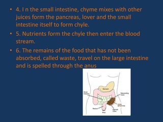 • 4. I n the small intestine, chyme mixes with other
juices form the pancreas, lover and the small
intestine itself to form chyle.
• 5. Nutrients form the chyle then enter the blood
stream.
• 6. The remains of the food that has not been
absorbed, called waste, travel on the large intestine
and is spelled through the anus
 