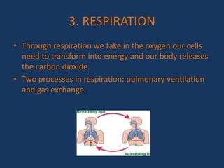 3. RESPIRATION
• Through respiration we take in the oxygen our cells
need to transform into energy and our body releases
the carbon dioxide.
• Two processes in respiration: pulmonary ventilation
and gas exchange.
 